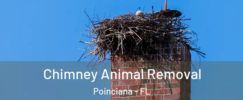 Chimney Animal Removal Poinciana - FL