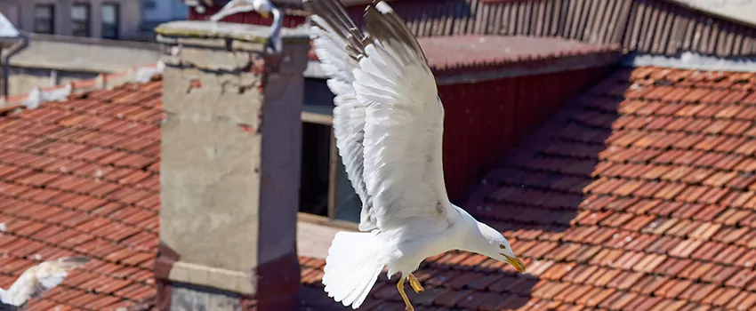 Residential Chimney Animal Removal Solution in Poinciana, FL