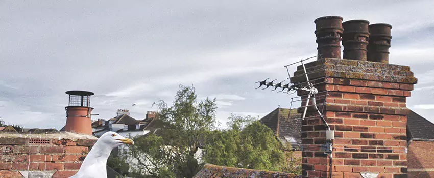 Chimney Cleaning And Restoration in Poinciana, Florida